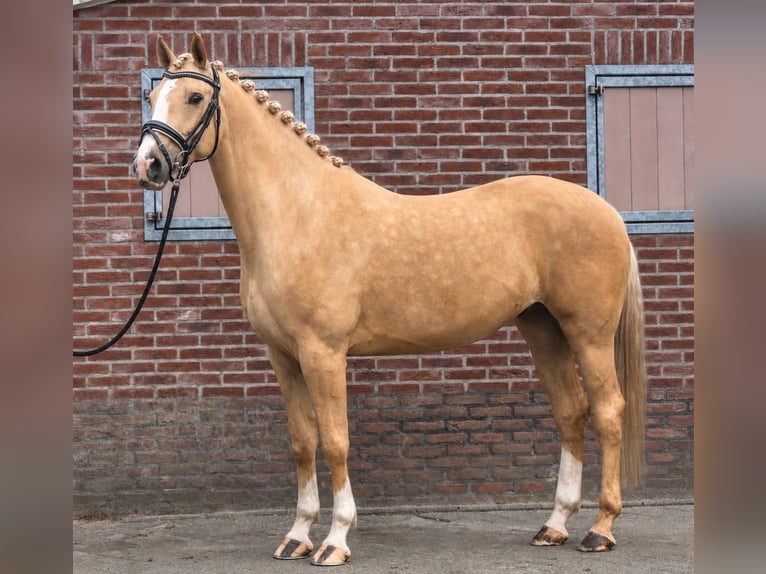 Polnisches Sportpferd Wallach 5 Jahre 170 cm Palomino in Someren