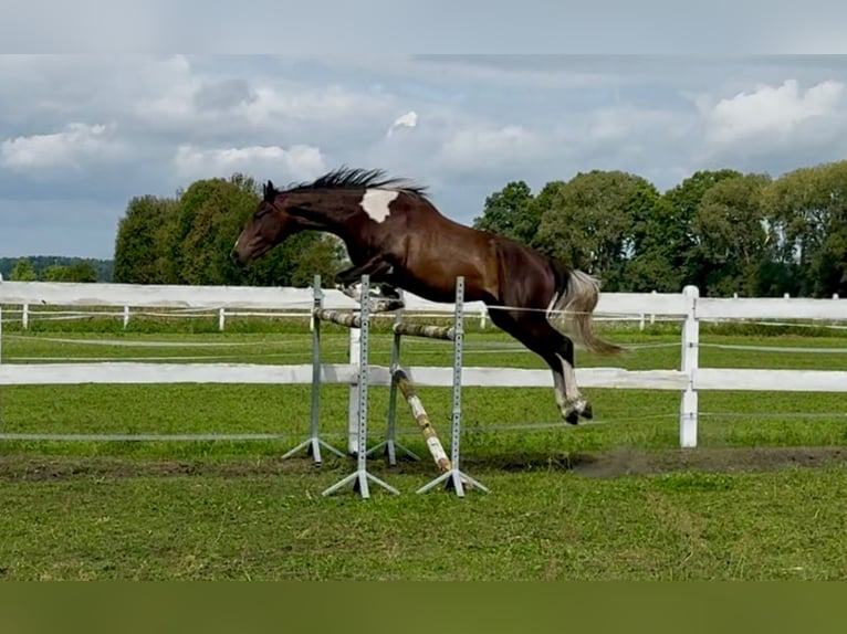 Polnisches Sportpferd Wallach 5 Jahre 170 cm Schecke in Santok