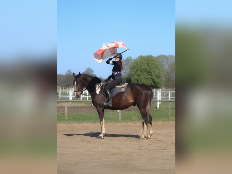 Polnisches Sportpferd Wallach 5 Jahre 170 cm Schecke in Santok