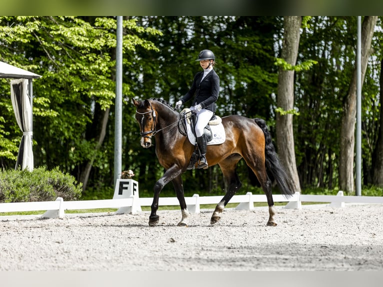Polnisches Sportpferd Wallach 5 Jahre 172 cm Dunkelbrauner in Kicin