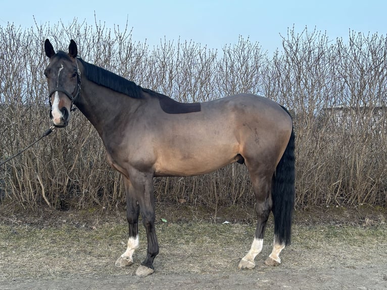 Polnisches Sportpferd Wallach 5 Jahre 172 cm Dunkelbrauner in Kicin