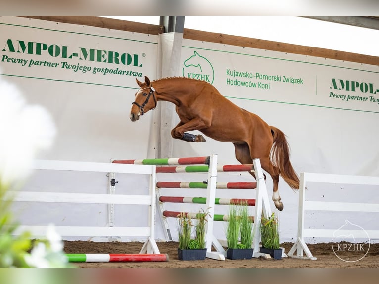 Polnisches Sportpferd Wallach 5 Jahre 172 cm Fuchs in Żnin