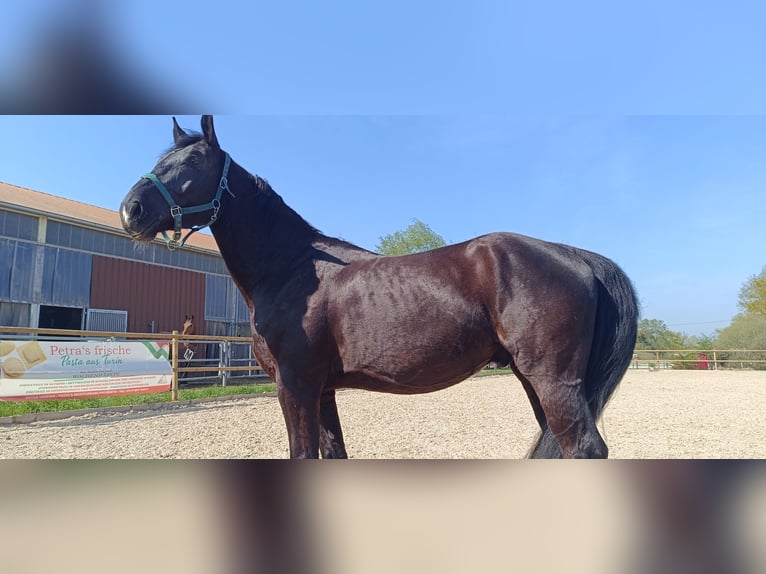 Polnisches Sportpferd Wallach 5 Jahre 172 cm Rappe in Titisee-Neustadt