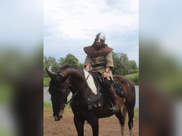 Polnisches Sportpferd Wallach 5 Jahre 172 cm Schecke in Santok