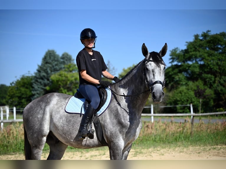 Polnisches Sportpferd Wallach 5 Jahre 174 cm Apfelschimmel in Santok