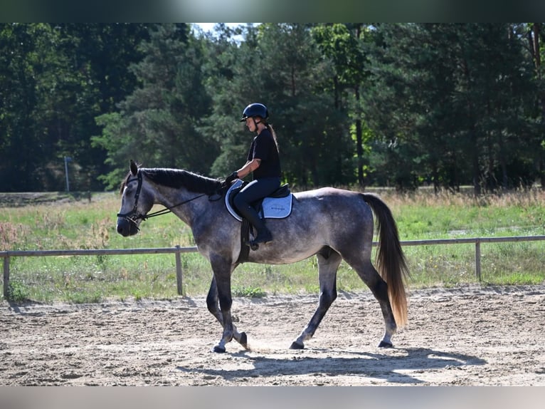 Polnisches Sportpferd Wallach 5 Jahre 174 cm Apfelschimmel in Santok