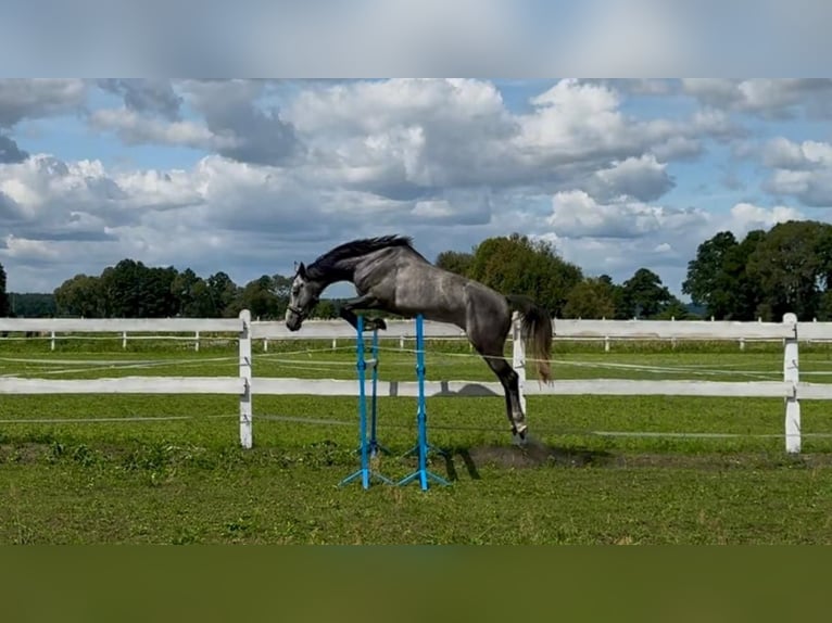 Polnisches Sportpferd Wallach 5 Jahre 174 cm Schimmel in Santok