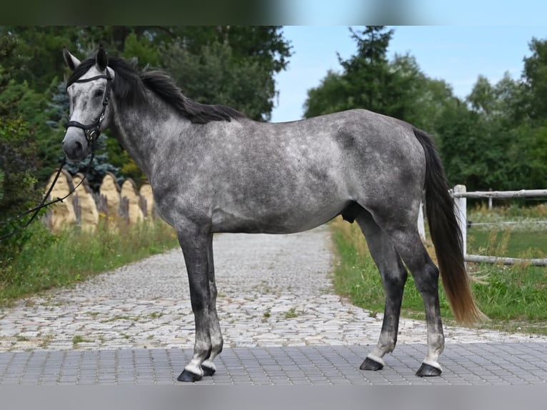 Polnisches Sportpferd Wallach 5 Jahre 174 cm Schimmel in Santok