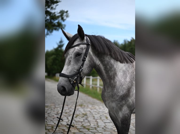 Polnisches Sportpferd Wallach 5 Jahre 174 cm Schimmel in Santok