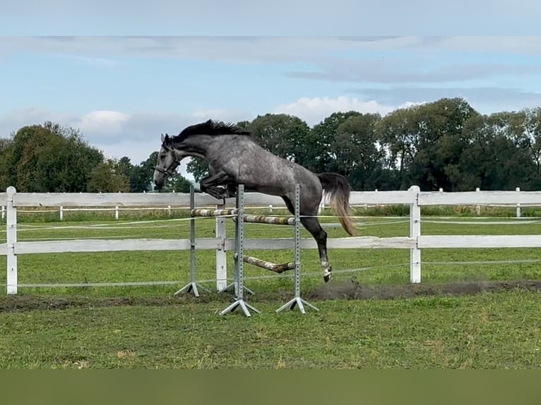 Polnisches Sportpferd Wallach 5 Jahre 174 cm Schimmel in Santok
