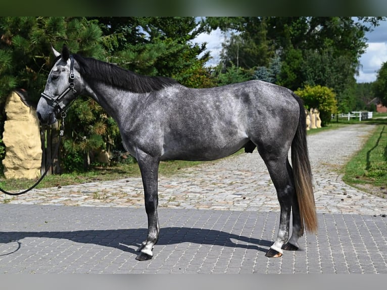 Polnisches Sportpferd Wallach 5 Jahre 174 cm Schimmel in Santok