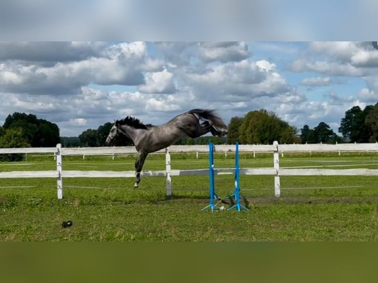 Polnisches Sportpferd Wallach 5 Jahre 175 cm Blauschimmel in Santok