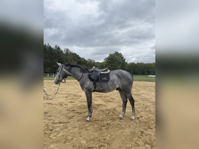 Polnisches Sportpferd Wallach 5 Jahre 175 cm Blauschimmel in Santok