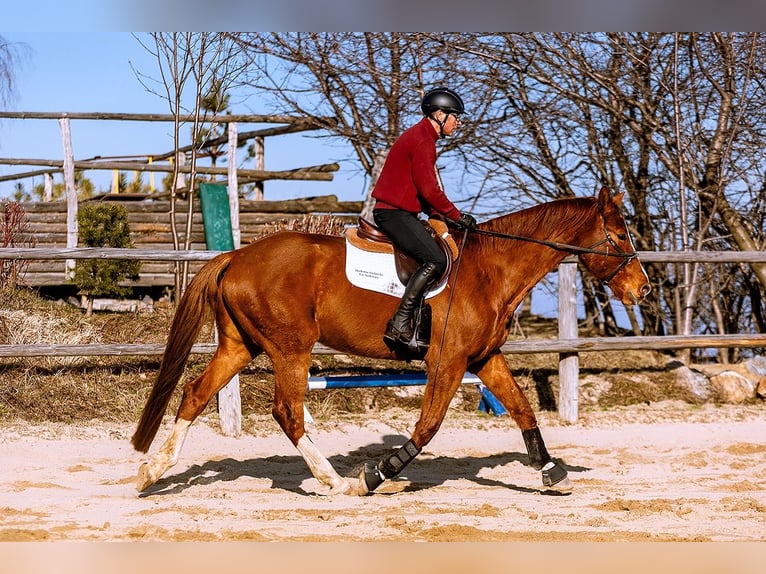 Polnisches Sportpferd Wallach 5 Jahre 175 cm Fuchs in Lutomia G&#xF3;rna