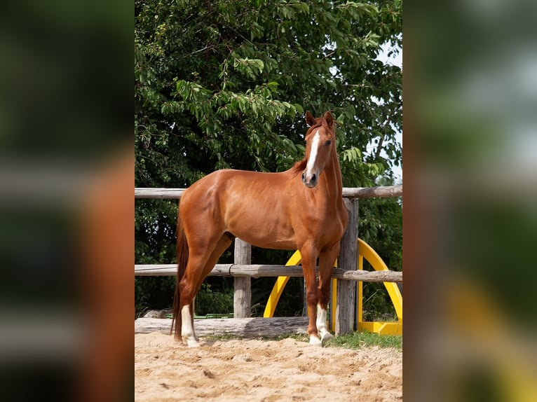 Polnisches Sportpferd Wallach 5 Jahre 175 cm Fuchs in Lutomia G&#xF3;rna