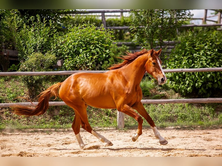 Polnisches Sportpferd Wallach 5 Jahre 175 cm Fuchs in Lutomia G&#xF3;rna