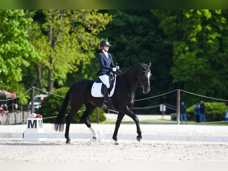 Polnisches Sportpferd Wallach 5 Jahre 175 cm Rappe in Borówki