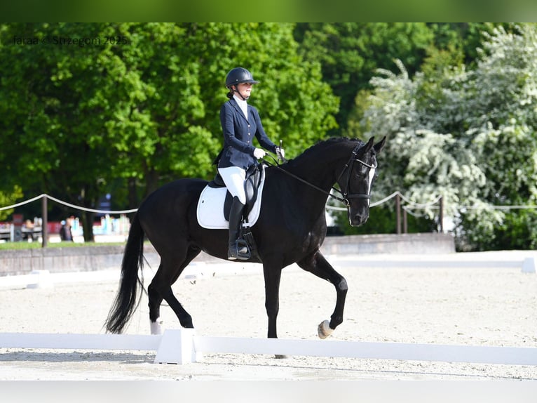 Polnisches Sportpferd Wallach 5 Jahre 175 cm Rappe in Borówki