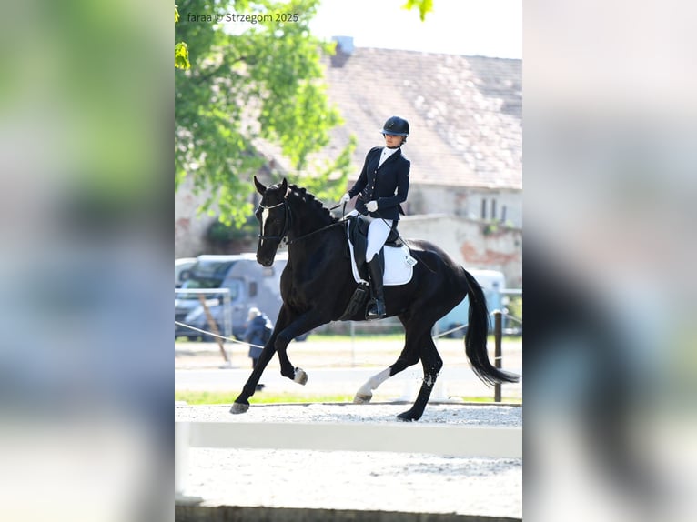Polnisches Sportpferd Wallach 5 Jahre 175 cm Rappe in Borówki