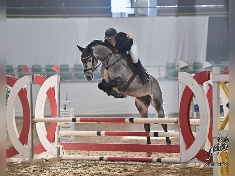 Polnisches Sportpferd Wallach 6 Jahre 162 cm Apfelschimmel in Kloster Schäftlarn