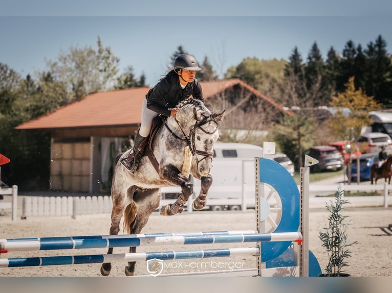 Polnisches Sportpferd Wallach 6 Jahre 162 cm Apfelschimmel in Kloster Schäftlarn