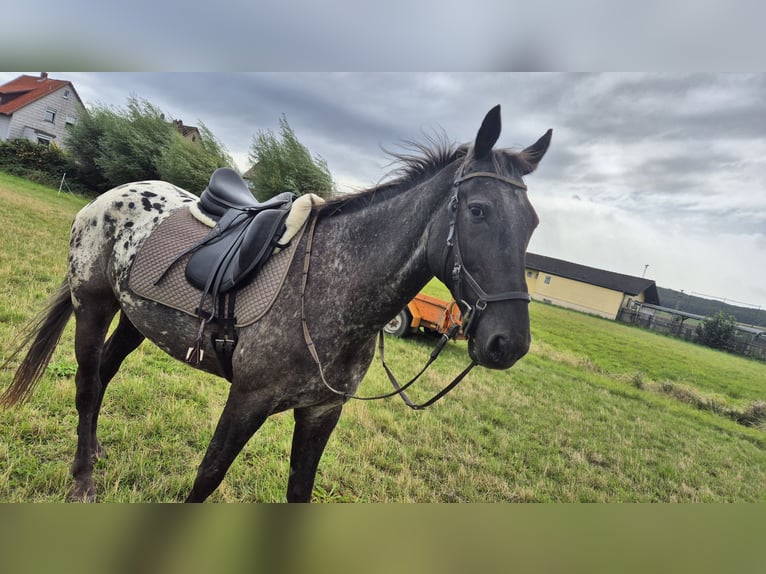 Polnisches Sportpferd Wallach 6 Jahre 163 cm Tigerschecke in Liebenburg