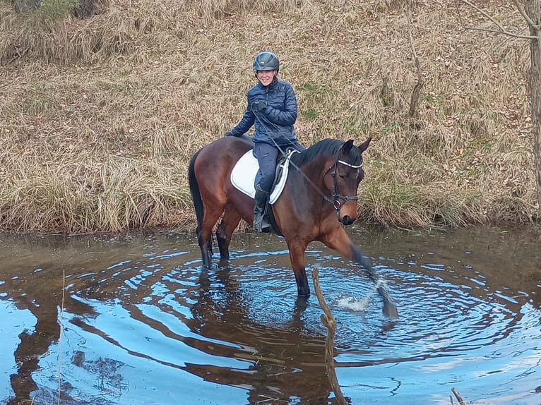 Polnisches Sportpferd Wallach 6 Jahre 164 cm Brauner in Görlitz