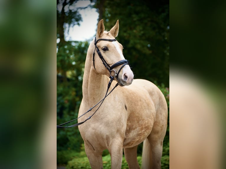 Polnisches Sportpferd Wallach 6 Jahre 164 cm Palomino in Horstmar