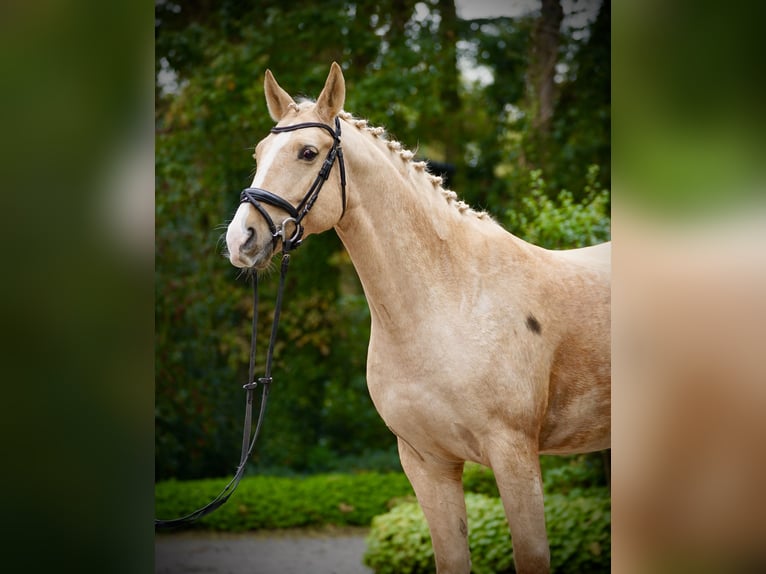 Polnisches Sportpferd Wallach 6 Jahre 164 cm Palomino in Horstmar
