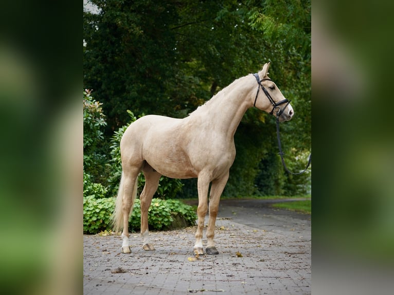 Polnisches Sportpferd Wallach 6 Jahre 164 cm Palomino in Horstmar
