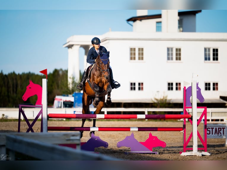 Polnisches Sportpferd Wallach 6 Jahre 167 cm Rotbrauner in Koszalin
