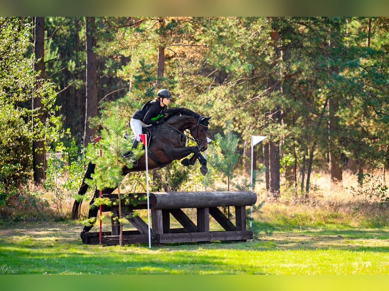 Polnisches Sportpferd Wallach 6 Jahre 167 cm Rotbrauner in Koszalin