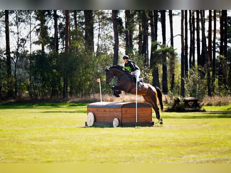 Polnisches Sportpferd Wallach 6 Jahre 167 cm Rotbrauner in Koszalin