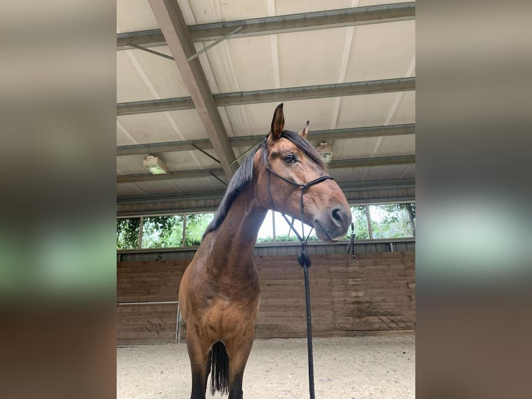Polnisches Sportpferd Wallach 6 Jahre 168 cm Dunkelbrauner in Skrzeszew
