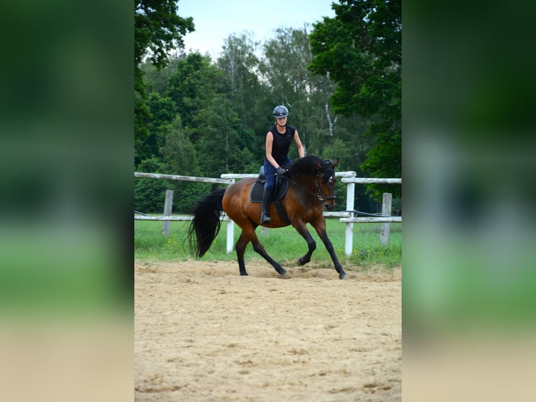 Polnisches Sportpferd Wallach 6 Jahre 168 cm Dunkelbrauner in Cegielnia Psucka