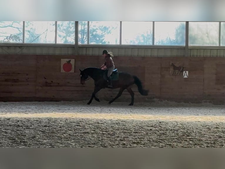 Polnisches Sportpferd Wallach 6 Jahre 168 cm Dunkelbrauner in Cegielnia Psucka