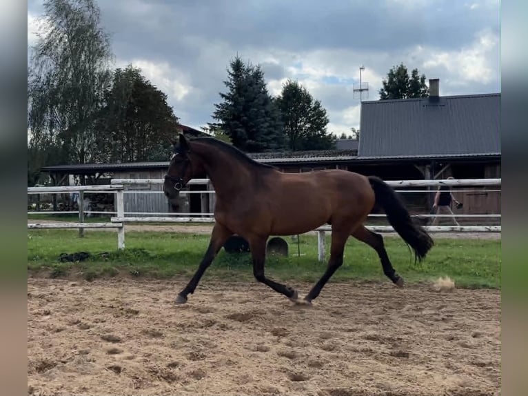 Polnisches Sportpferd Wallach 6 Jahre 168 cm Dunkelbrauner in Cegielnia Psucka