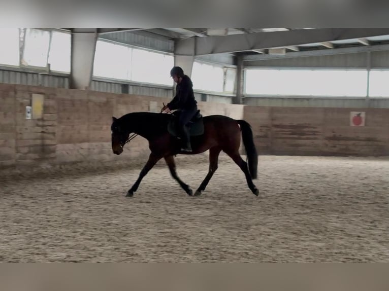 Polnisches Sportpferd Wallach 6 Jahre 168 cm Dunkelbrauner in Cegielnia Psucka