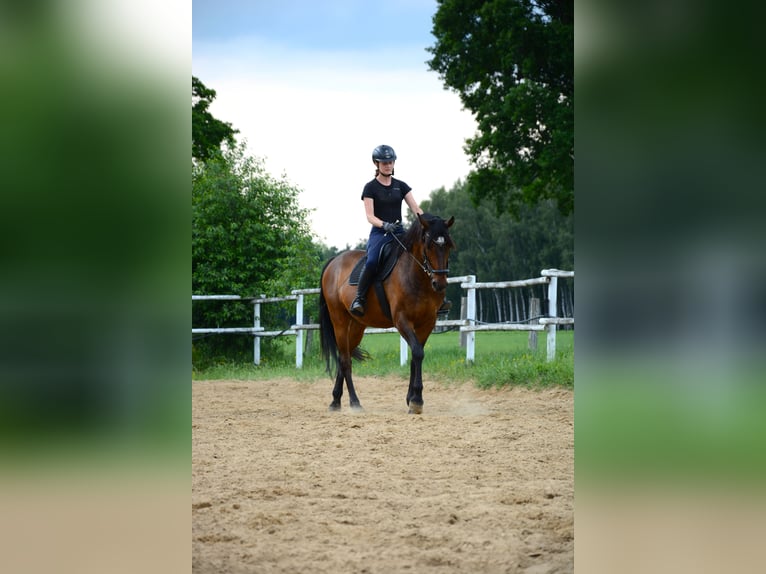Polnisches Sportpferd Wallach 6 Jahre 168 cm Dunkelbrauner in Cegielnia Psucka
