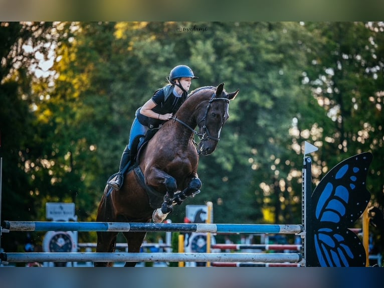 Polnisches Sportpferd Wallach 6 Jahre 169 cm Rappe in &#x15A;wiecie