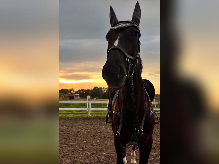 Polnisches Sportpferd Wallach 6 Jahre 169 cm Rappe in &#x15A;wiecie