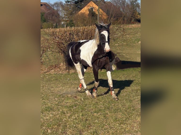 Polnisches Sportpferd Wallach 6 Jahre 170 cm Schecke in B&#xFC;ckeburg Evesen
