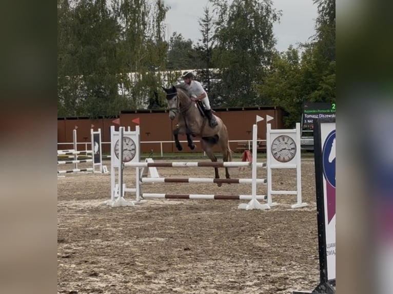 Polnisches Sportpferd Wallach 6 Jahre 170 cm Schimmel in Bydgoszcz