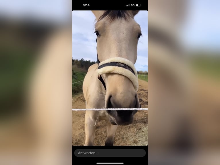Polnisches Sportpferd Wallach 6 Jahre 172 cm Palomino in Simbach am Inn