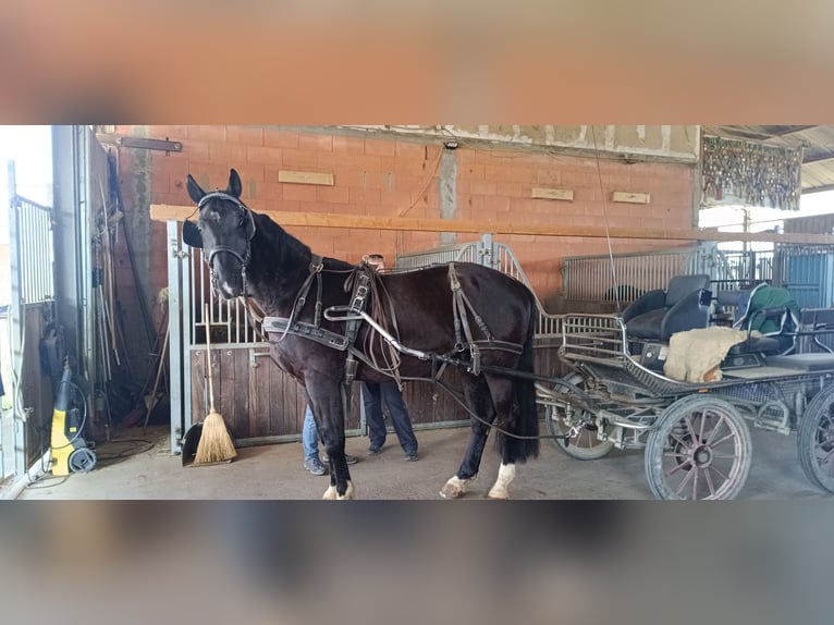 Polnisches Sportpferd Wallach 6 Jahre 172 cm Rappe in Titisee-Neustadt