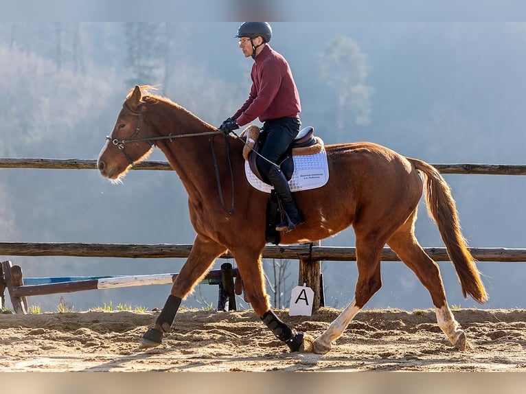 Polnisches Sportpferd Wallach 6 Jahre 176 cm Fuchs in Lutomia Górna