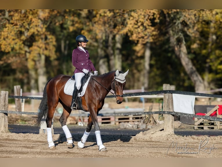 Polnisches Sportpferd Wallach 6 Jahre 180 cm Dunkelbrauner in Sośnica, Kąty Wrocławskie