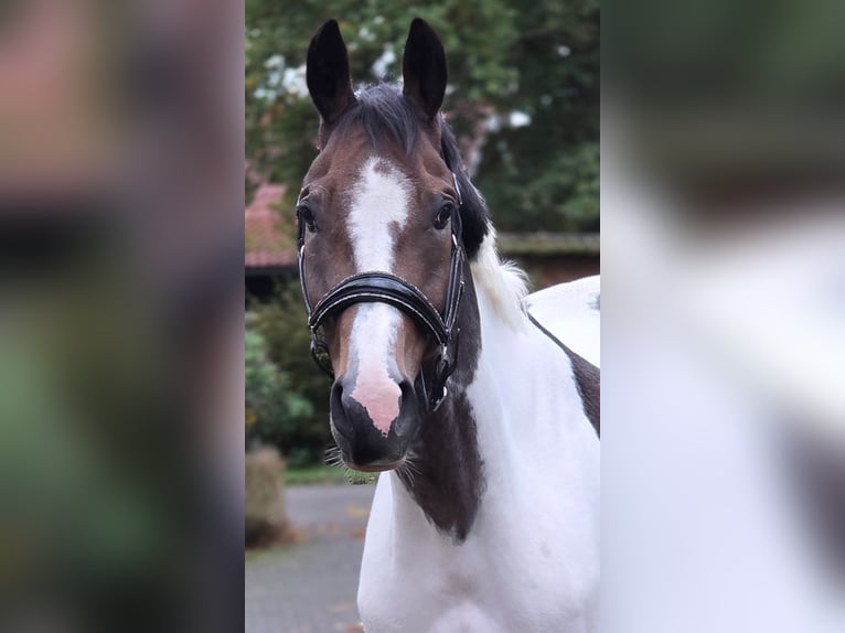 Polnisches Sportpferd Wallach 7 Jahre 158 cm Schecke in Warendorf