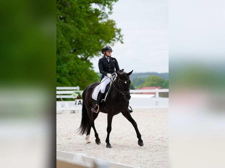 Polnisches Sportpferd Wallach 7 Jahre 160 cm Rappe in Forst