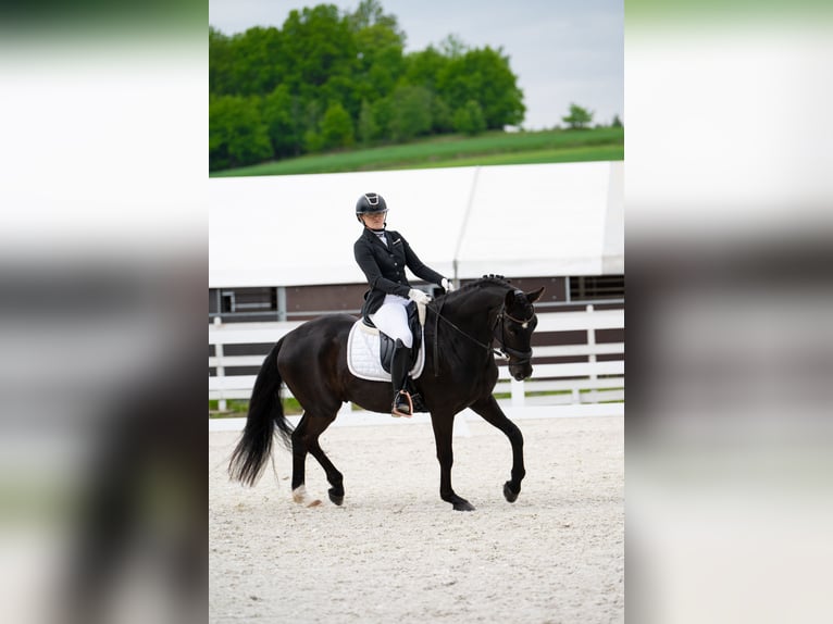 Polnisches Sportpferd Wallach 7 Jahre 160 cm Rappe in Forst